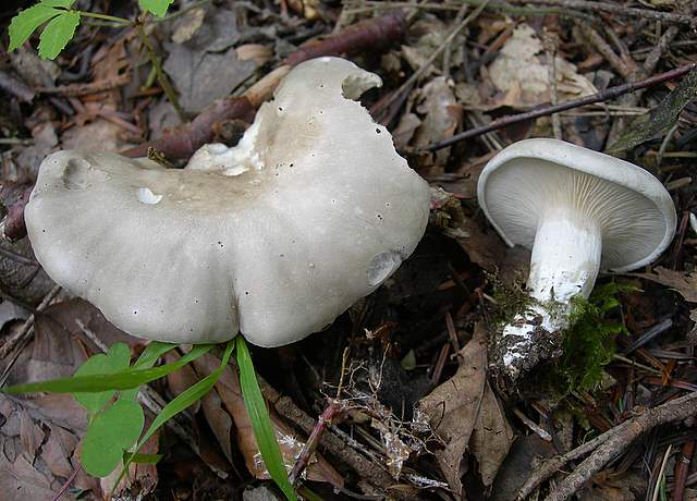 I  Funghi della collina pianeggiante